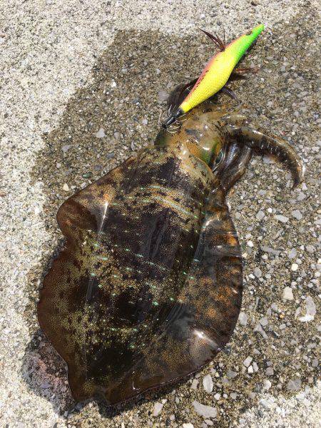 3連チャン釣行！