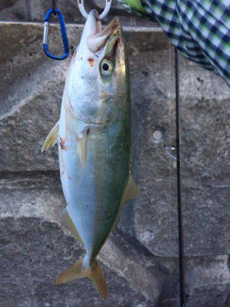 タチウオからのツバス