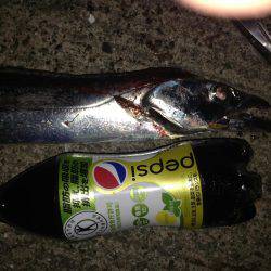 太刀魚釣ったゾー