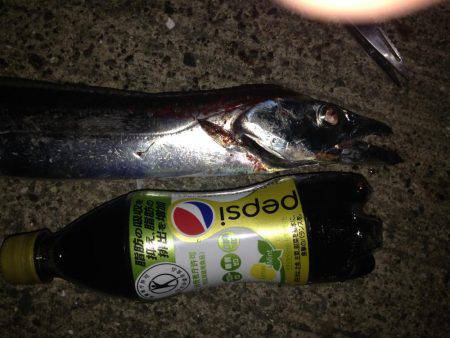 太刀魚釣ったゾー