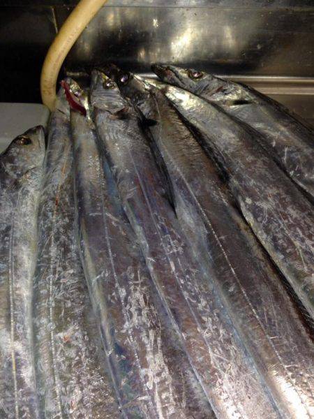 ワインドとフラップで