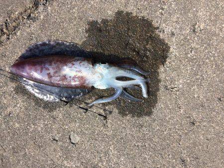 海は最悪のコンディション