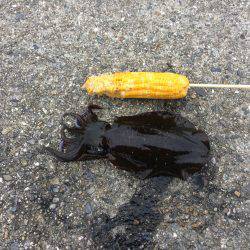 執念のコロッケサイズ