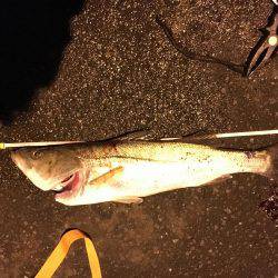 やっとのシーバス65cm