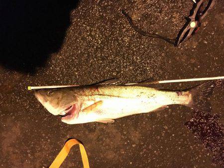 やっとのシーバス65cm