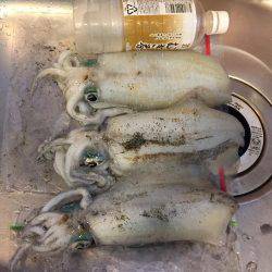 逃したイカはデカイ