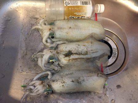 逃したイカはデカイ