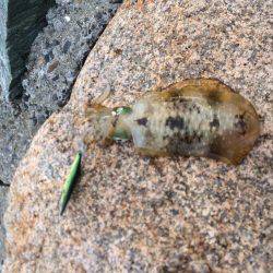 サーフエギング