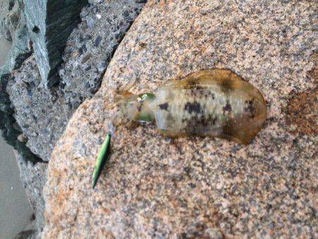 サーフエギング