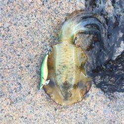 ランガンエギング