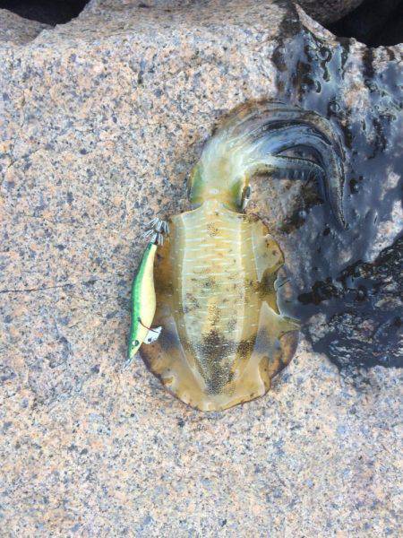 ランガンエギング