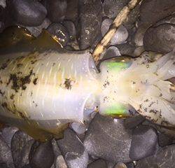 焼津　石津浜アオリイカエギング