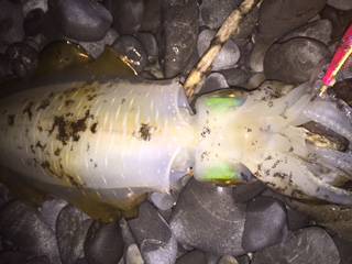 焼津　石津浜アオリイカエギング