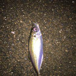 メッキくんが。。