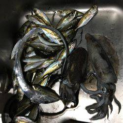 エギング＆アジング