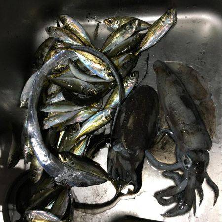 エギング＆アジング