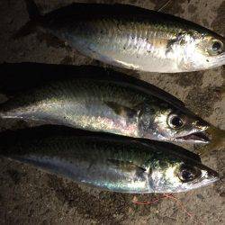 サバはいいけど太刀魚はどこに?