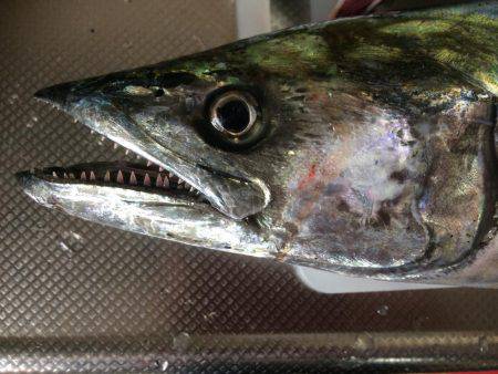 今シーズンのサゴシ30匹目＼( \…