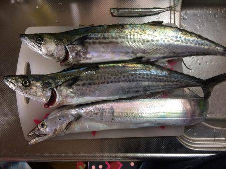 沖堤防で青物狙い