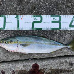 翼港〜松帆〜岩屋