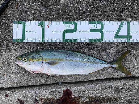 翼港〜松帆〜岩屋