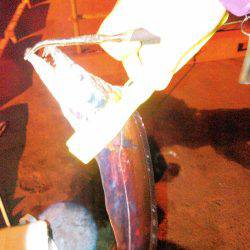 タチウオ&アジング