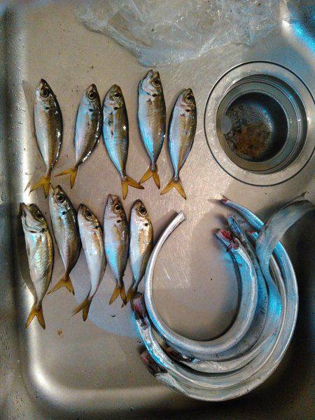 タチウオ&アジング