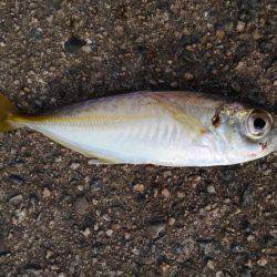 アオリイカ釣れました