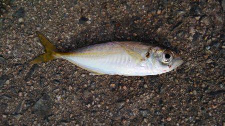 アオリイカ釣れました