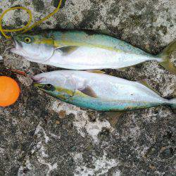 初めての明石一文字