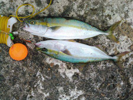 初めての明石一文字