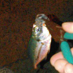 タチウオ&アジング