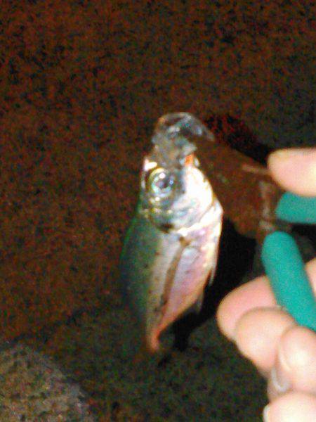 タチウオ&アジング