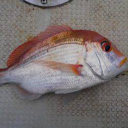 久々のヒラマサ