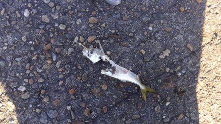 のませのはずが…