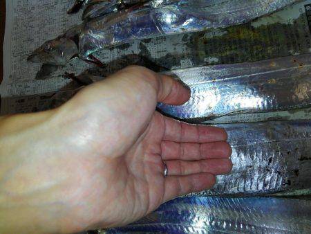 F4.5来た！そして、タチウオ18匹♪