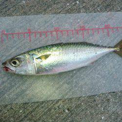 かもめ大橋とその付近にて