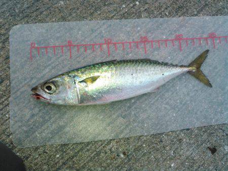 かもめ大橋とその付近にて