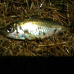 アジとマハゼと