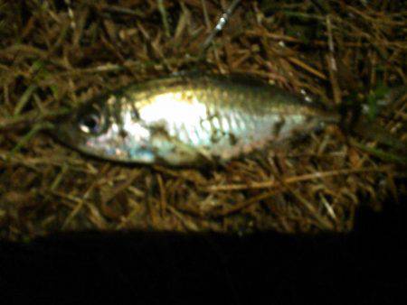 アジとマハゼと