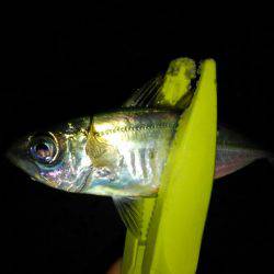 アジングdeタチウオ