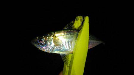 アジングdeタチウオ