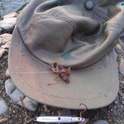 シーバス狙いでタチウオ