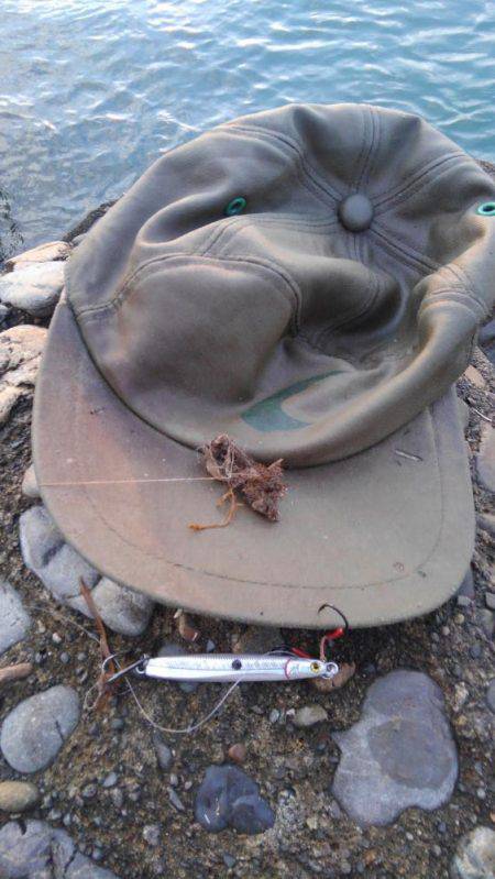 シーバス狙いでタチウオ