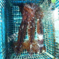 タルイカ狙うも…