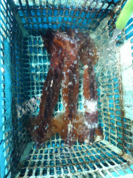 タルイカ狙うも…