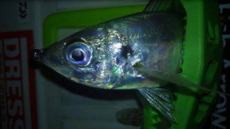 またもやワインド不発