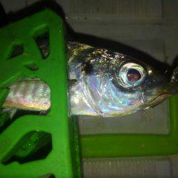 レギュラーサイズですが