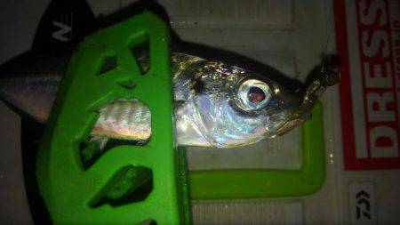 レギュラーサイズですが