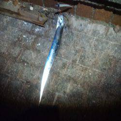 タチウオ二桁達成！